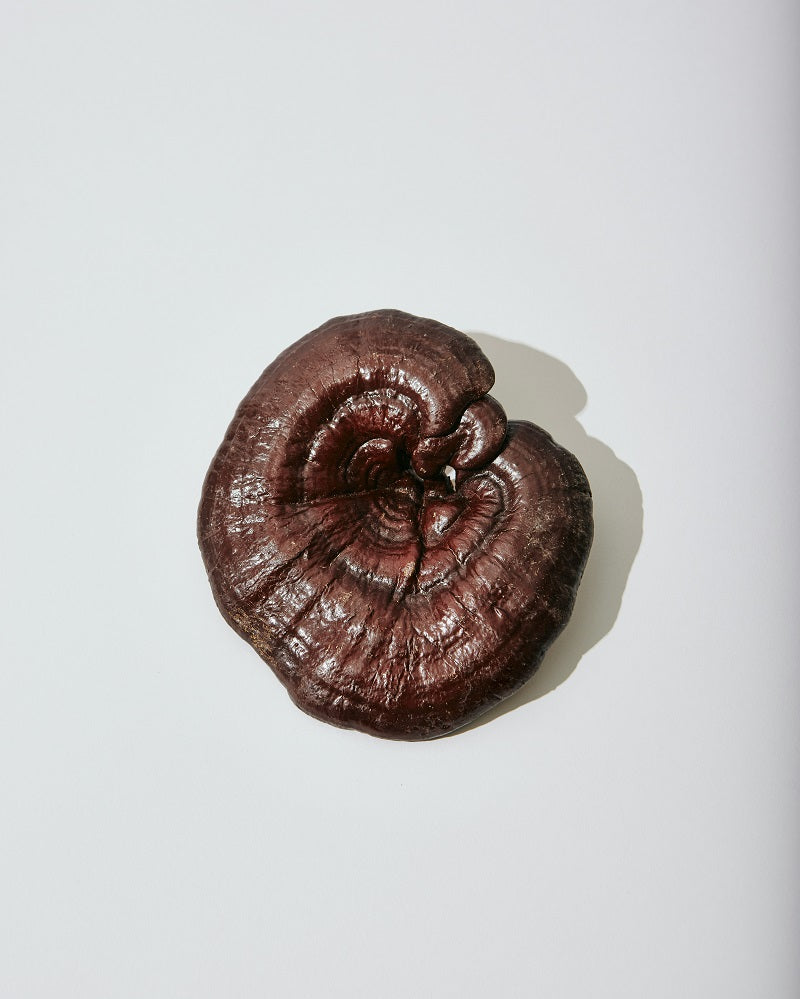 What are the active compounds in Reishi mushrooms.