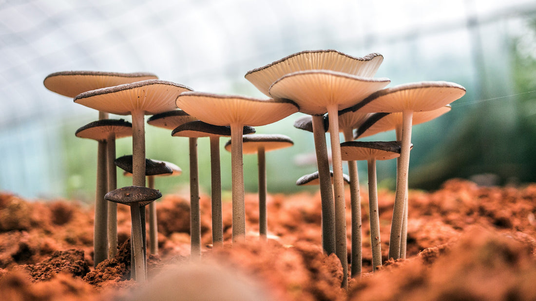DISCOVER THE HEALING POWER OF NATURE: ENHANCE YOUR HEALTH WITH OUR MUSHROOM EXTRACT SUPPLEMENTS